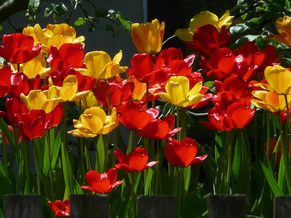 Beautiful Flowers biology bloom
