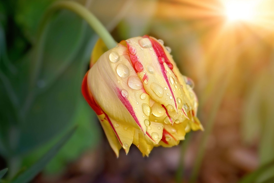 Beautiful beautiful flowers beautiful image