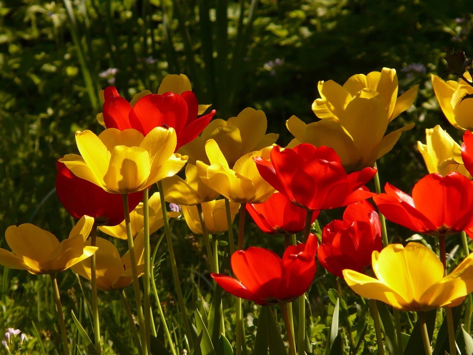 Beautiful Flowers biology bloom