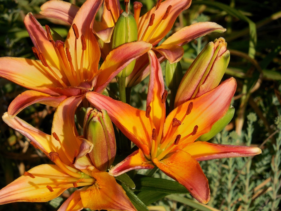 Beautiful beautiful flowers biology