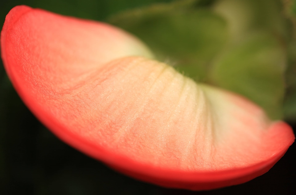 Beautiful Flowers biology blooming