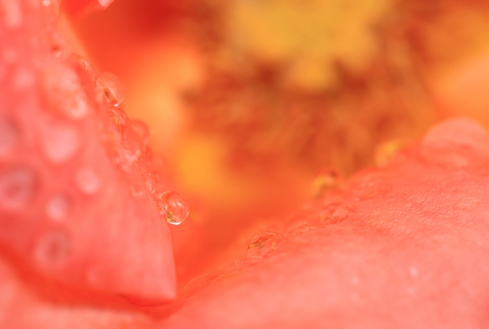 Beautiful beautiful flowers biology
