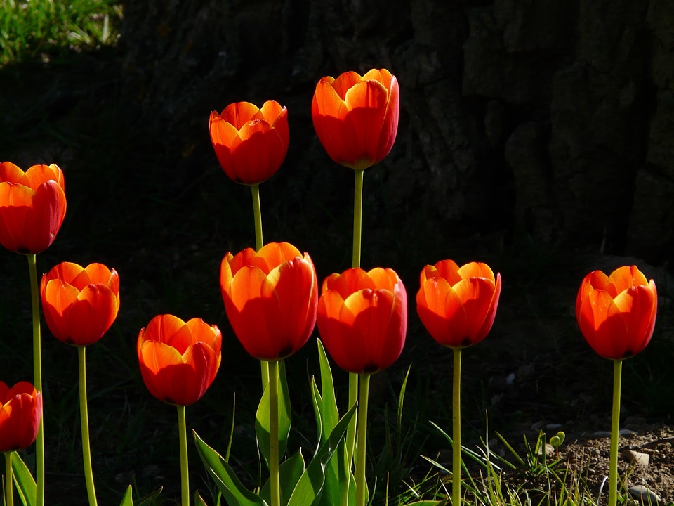 Beautiful Flowers biology bloom