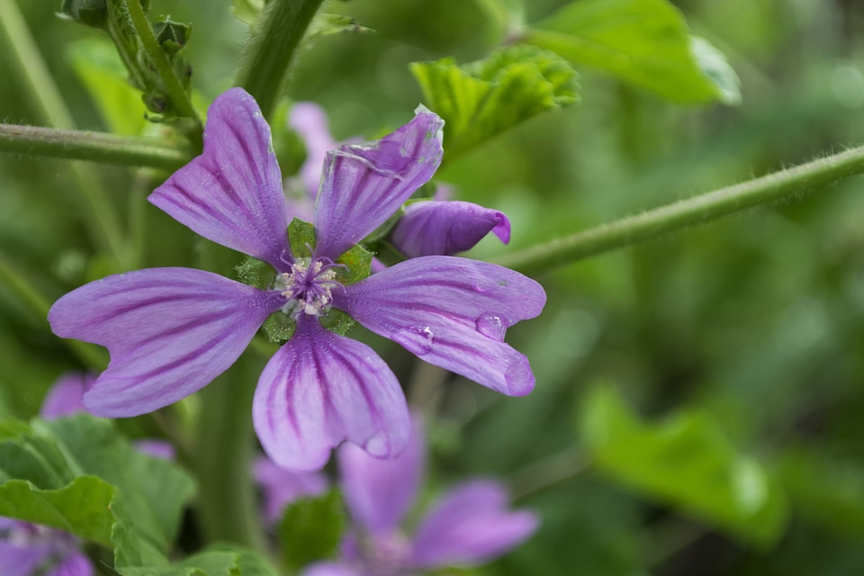 Beautiful beautiful flowers biology