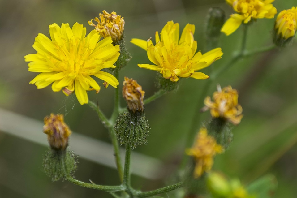 Beautiful beautiful flowers biology