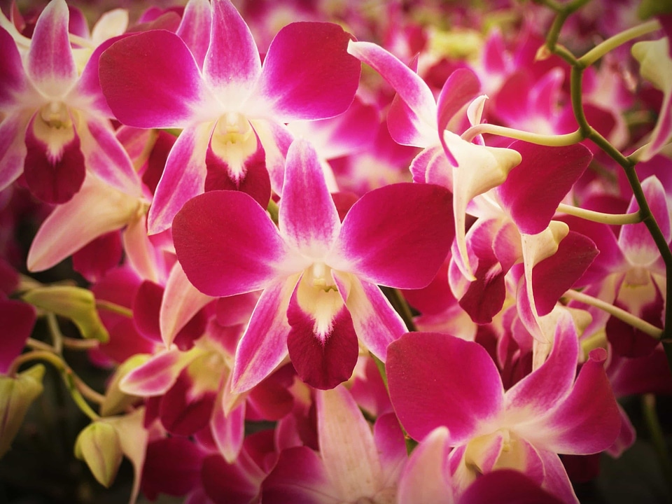 Beautiful beautiful flowers beautiful photo