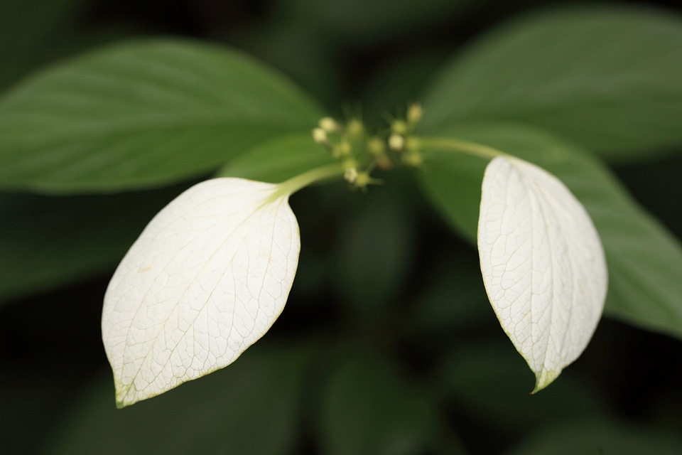 Beautiful Flowers biology bloom