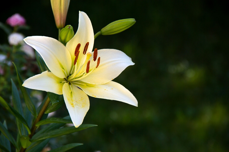 Beautiful Flowers beautiful image beautiful photo