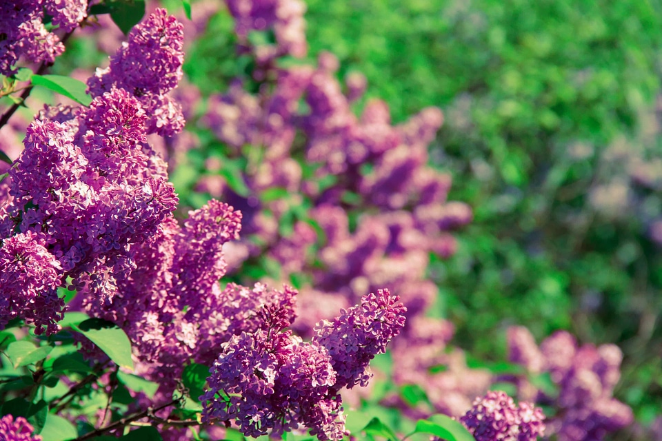 Beautiful Flowers blooming blossom