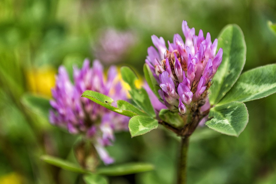 Beautiful beautiful flowers biology