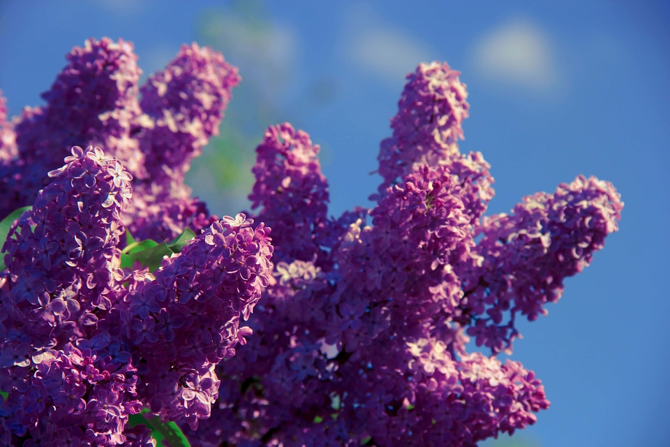 Beautiful Flowers blooming blossom