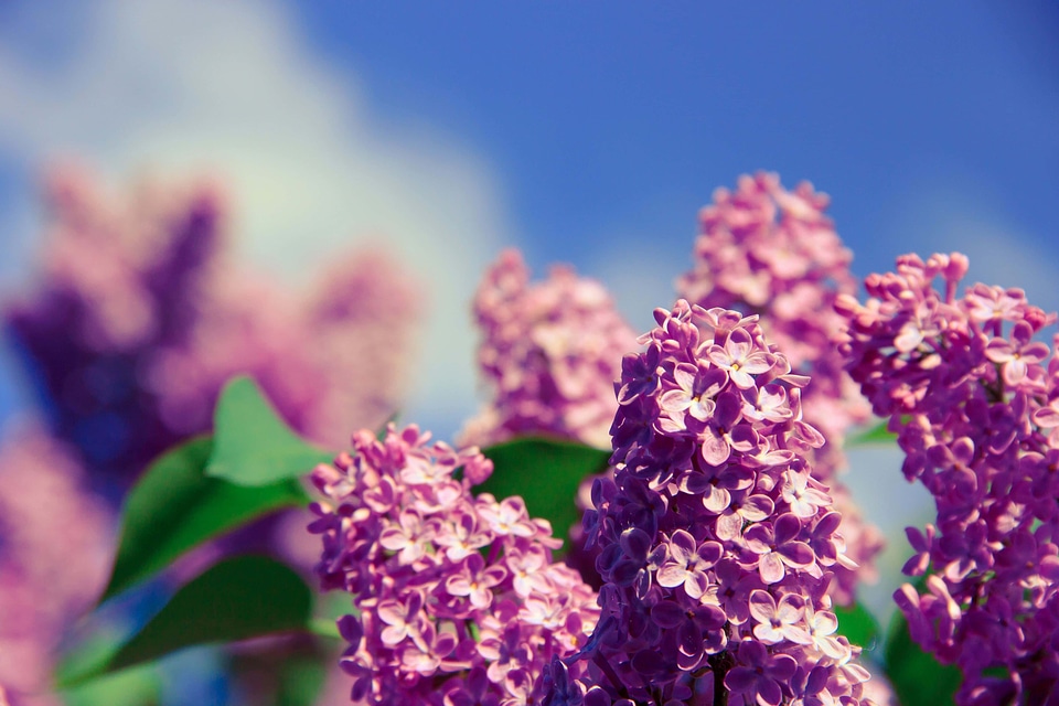 Beautiful Flowers blooming blossom