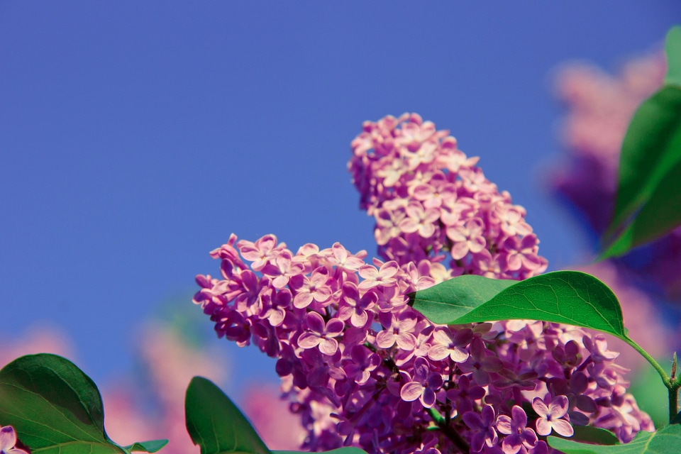 Beautiful beautiful flowers blooming