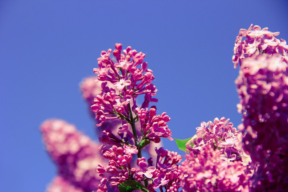 Beautiful Flowers blooming blossom
