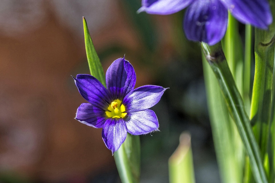 Beautiful Flowers beautiful photo biology