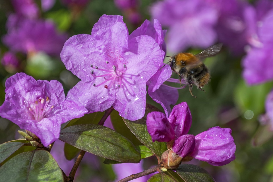 Beautiful Flowers beautiful image beautiful photo