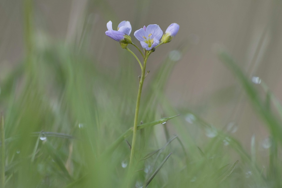 Beautiful Flowers biology bloom