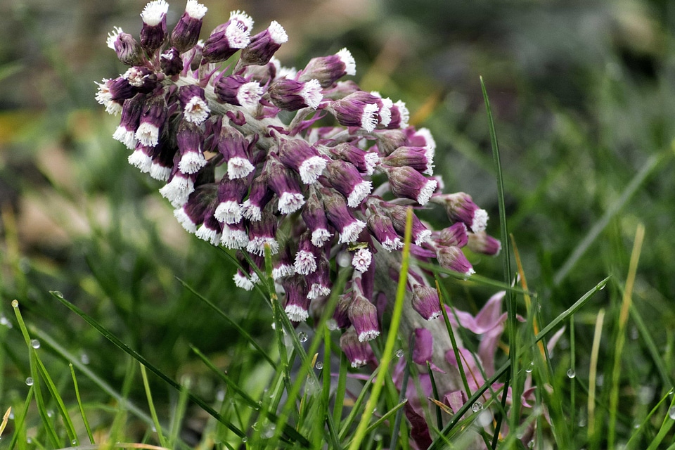 Asclepias Syriaca beautiful flowers beautiful photo