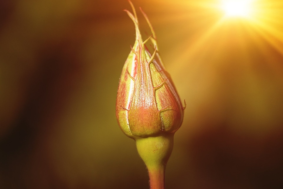 Beautiful Flowers beautiful image beautiful photo