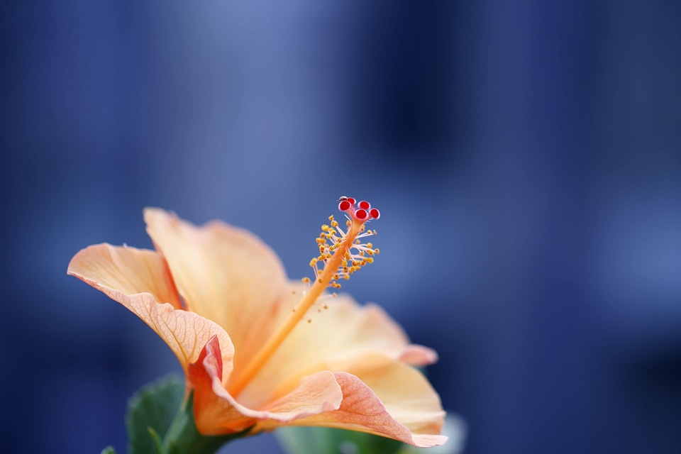 Beautiful Flowers beautiful image beautiful photo