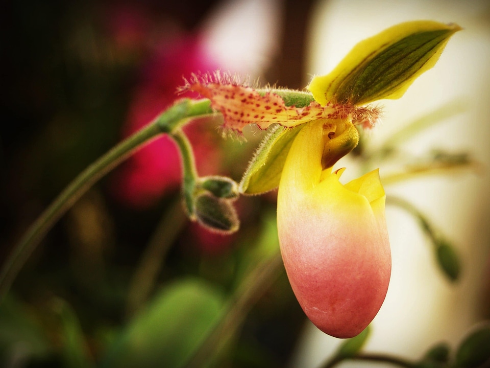 Beautiful beautiful flowers beautiful photo