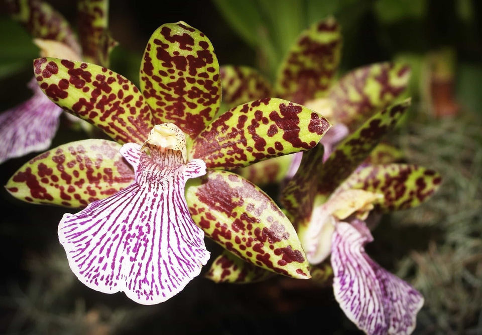 Beautiful beautiful flowers biology