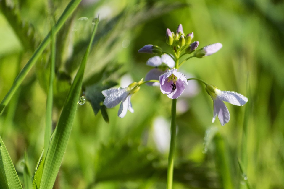 Beautiful Flowers biology bloom