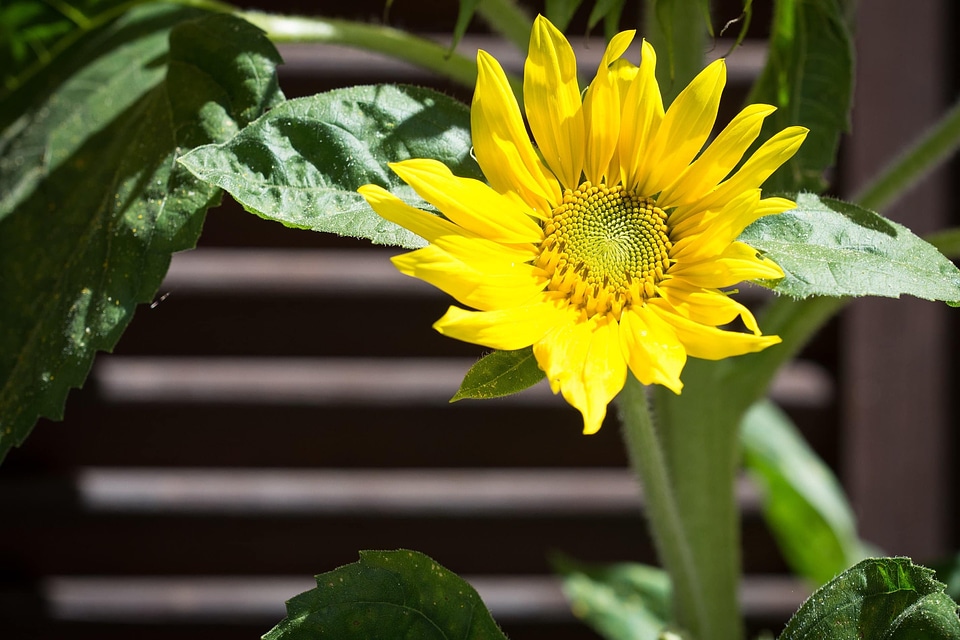 Agriculture beautiful flowers biology