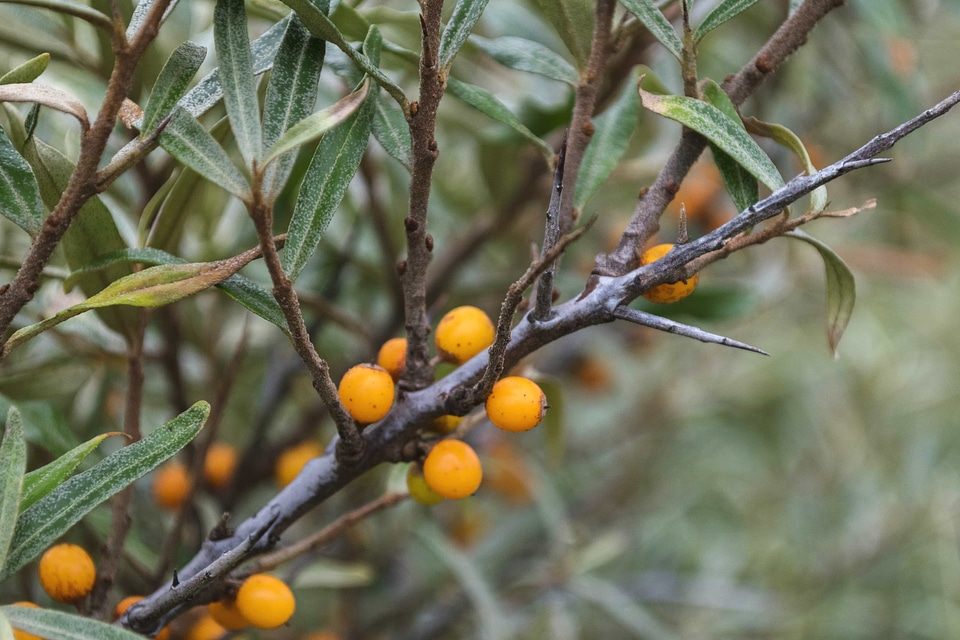 Branch diet dietary