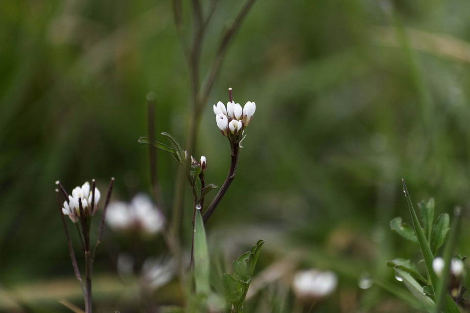 Beautiful Flowers biology blooming photo