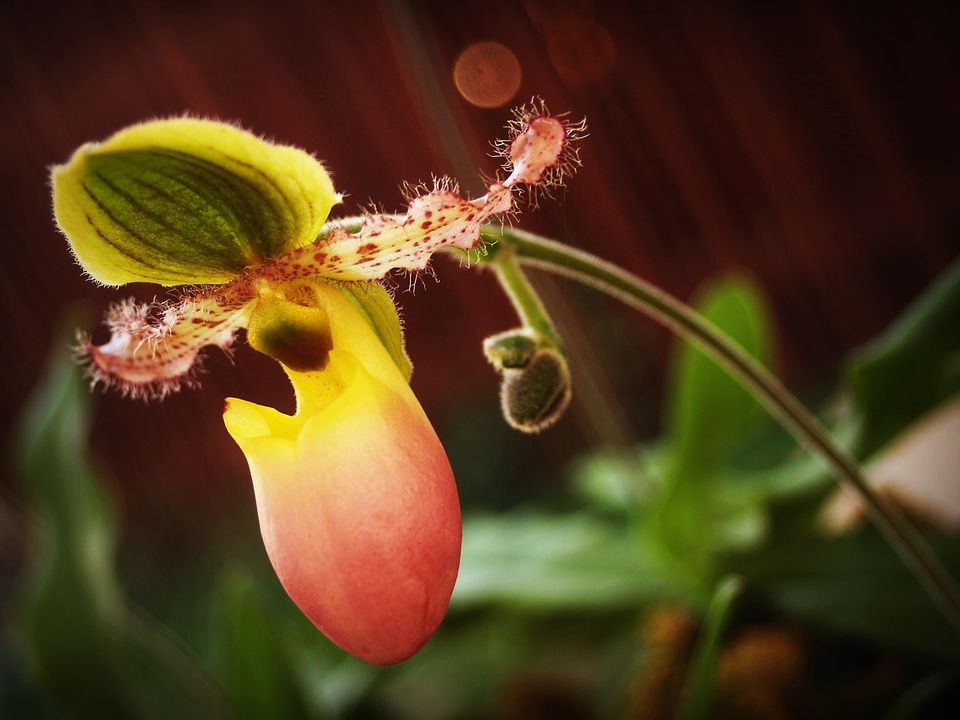 Beautiful beautiful flowers biology