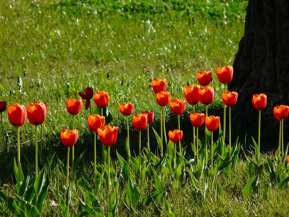Agriculture beautiful flowers biology