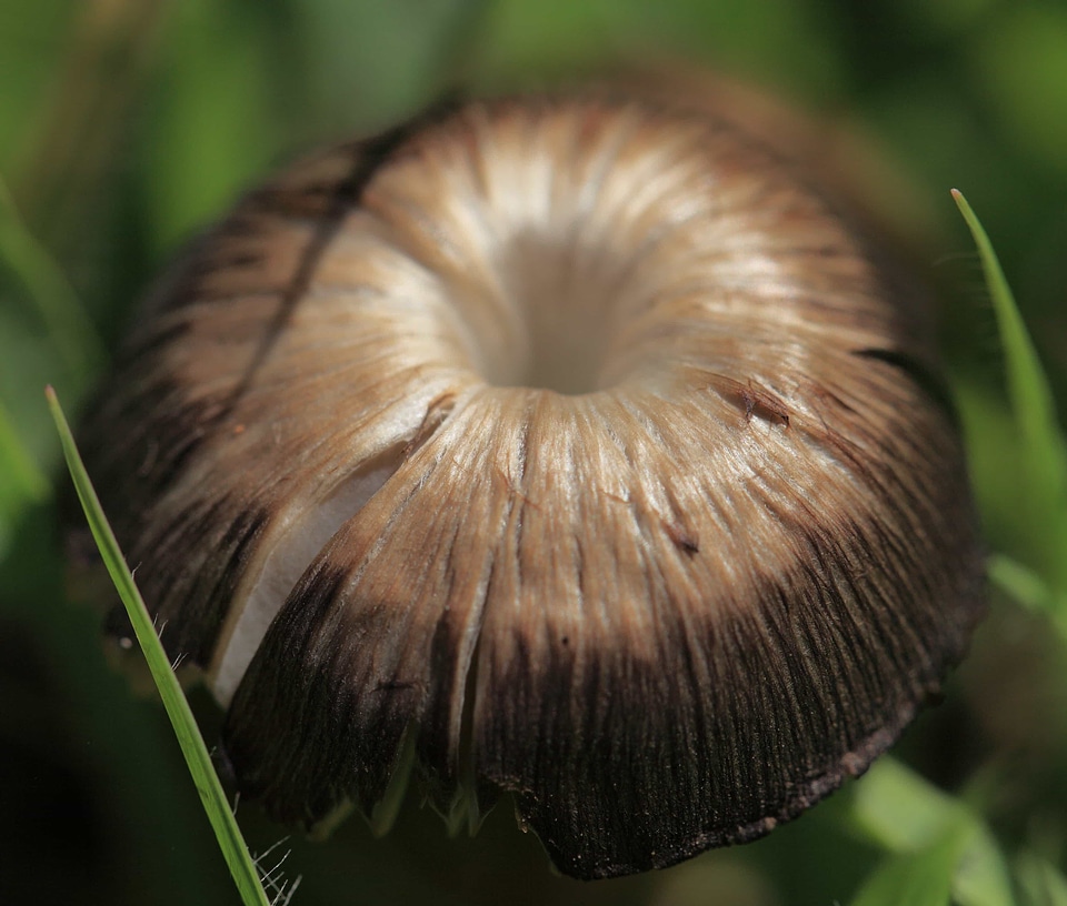Biology brown daylight