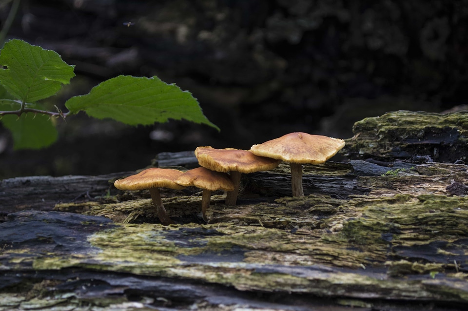 Biology daylight ecology