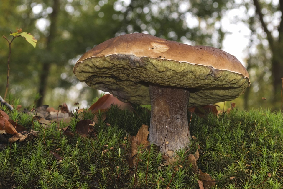 Autumn beautiful photo biology