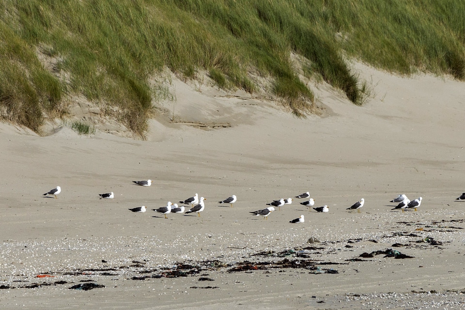 Animal aquatic bird beach