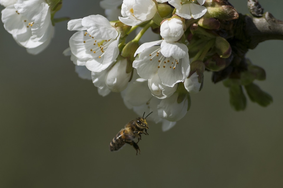 Animal apple arthropod