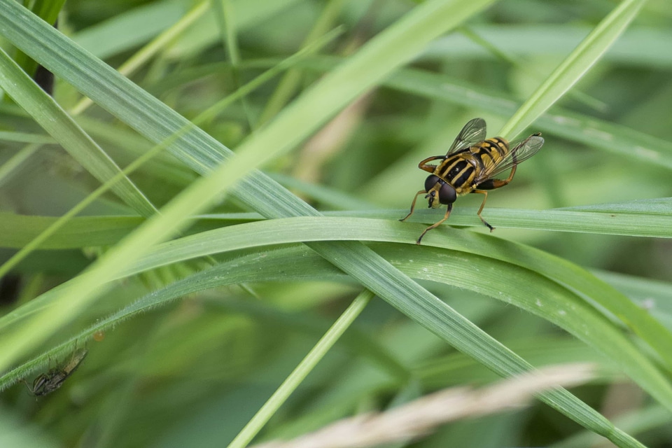 Animal arthropod biology