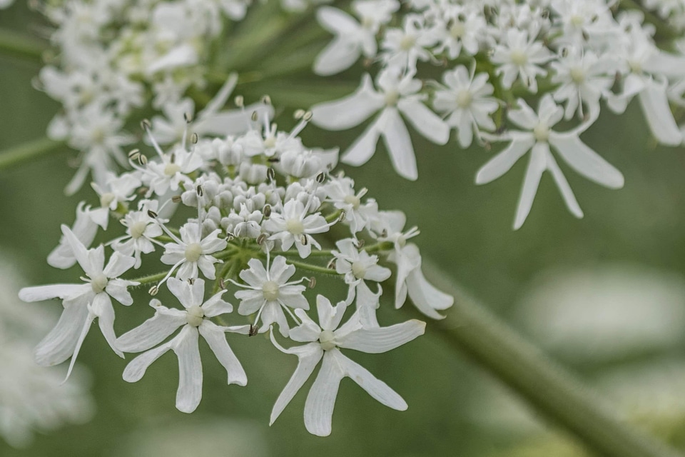 Beautiful beautiful flowers biology