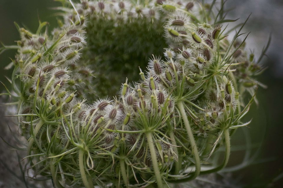 Beautiful Flowers biology blooming