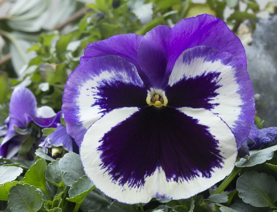 Beautiful beautiful flowers biology