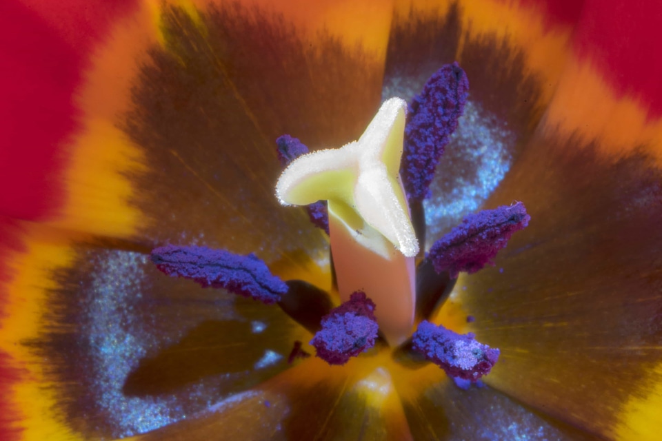 Beautiful Flowers billboard biology
