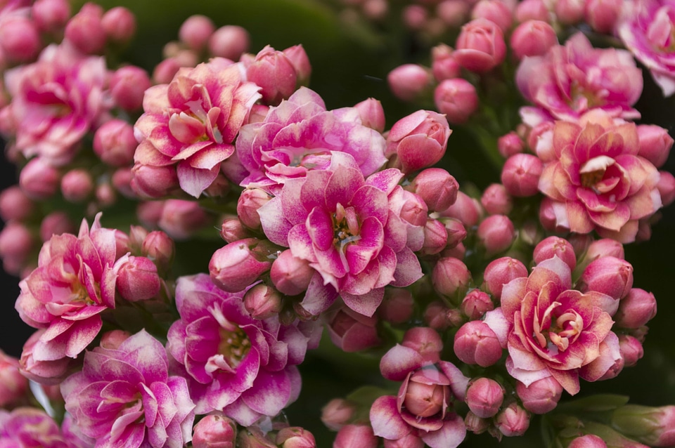 Beautiful beautiful flowers biology