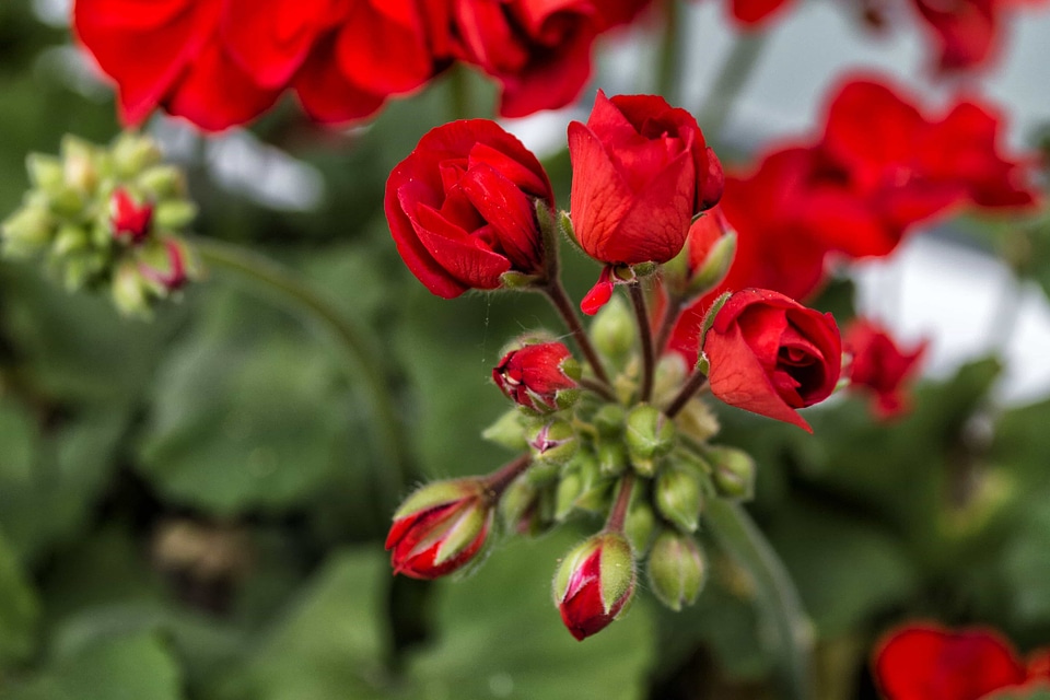 Beautiful Flowers beautiful photo biology