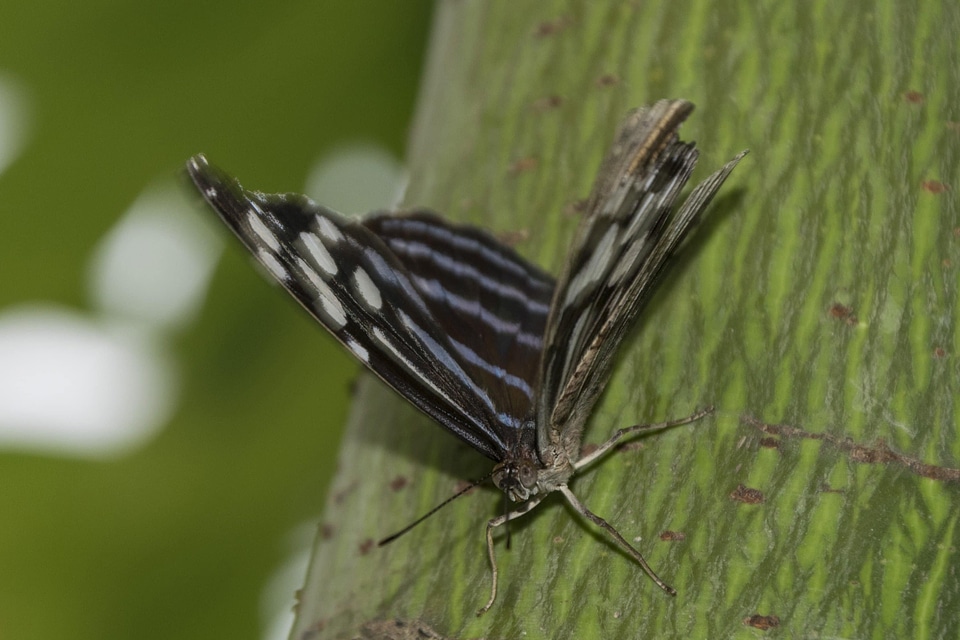Animal arthropod biology