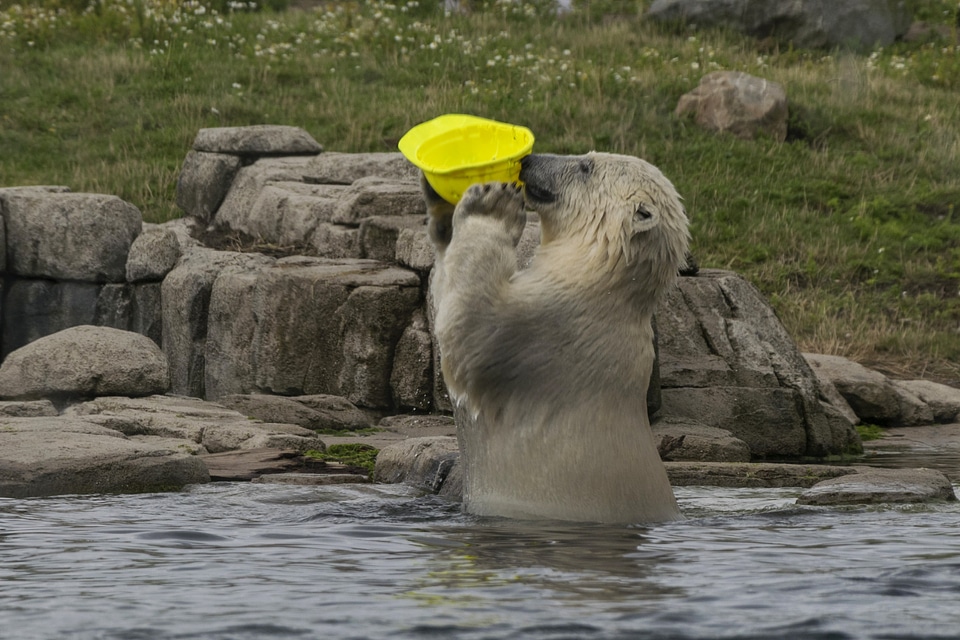 Animal bear daylight