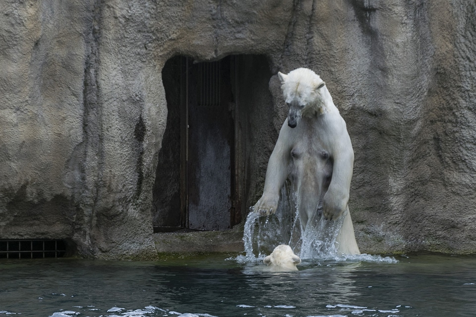 Animal animals bear