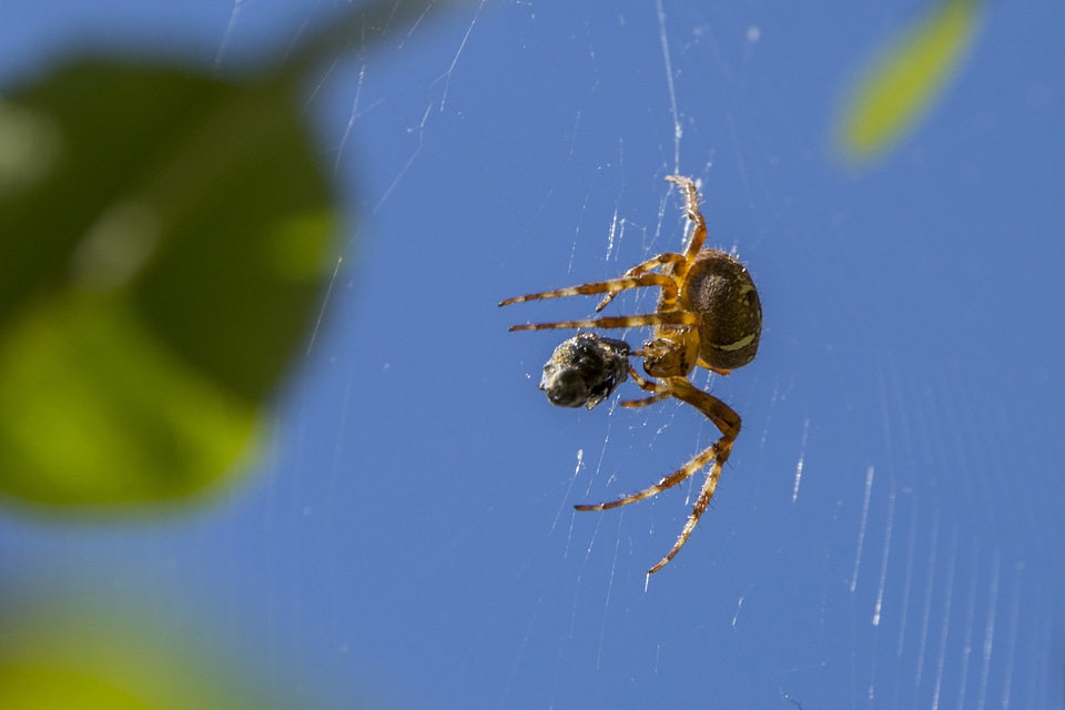 Air animal arthropod