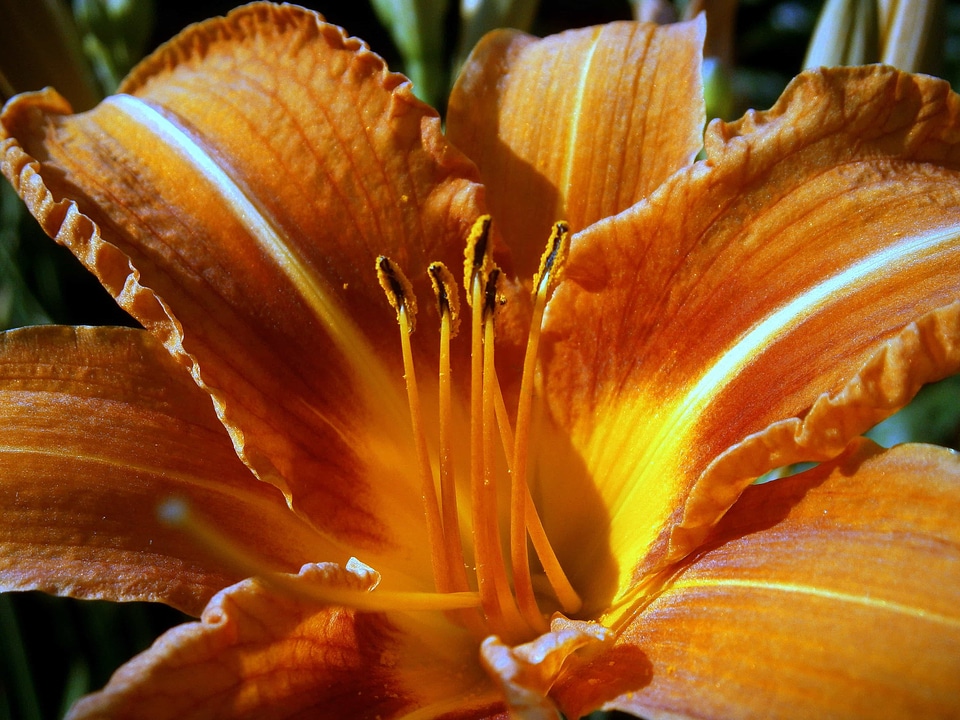 Beautiful Flowers beautiful image beautiful photo