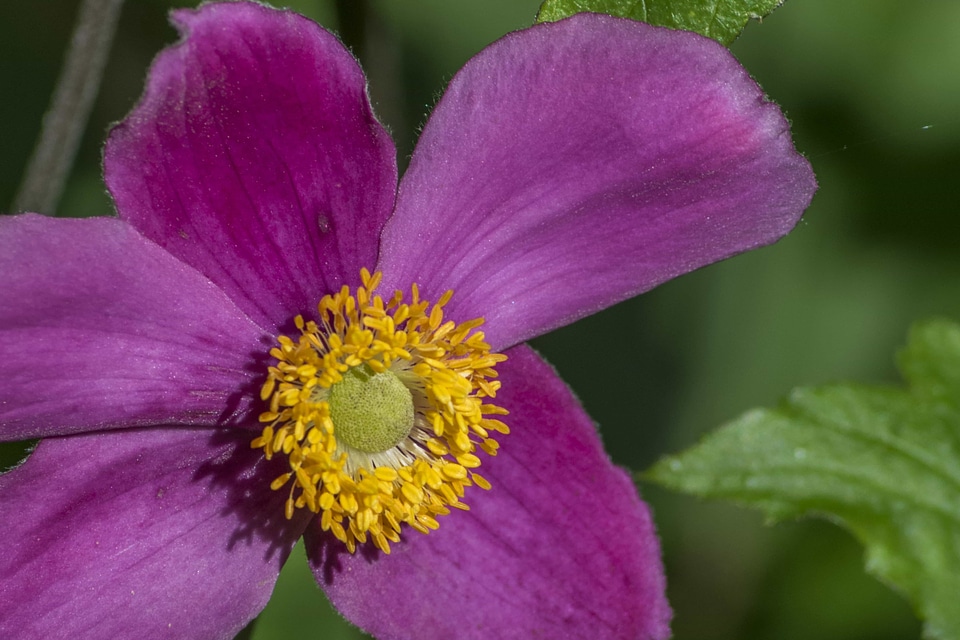 Beautiful beautiful flowers beautiful photo
